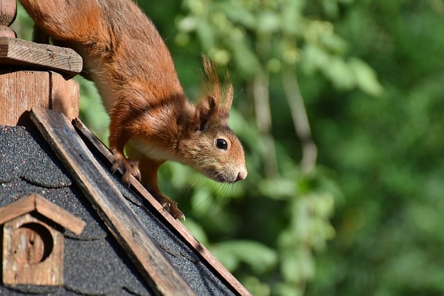 rodents-640x480-40309478.jpeg