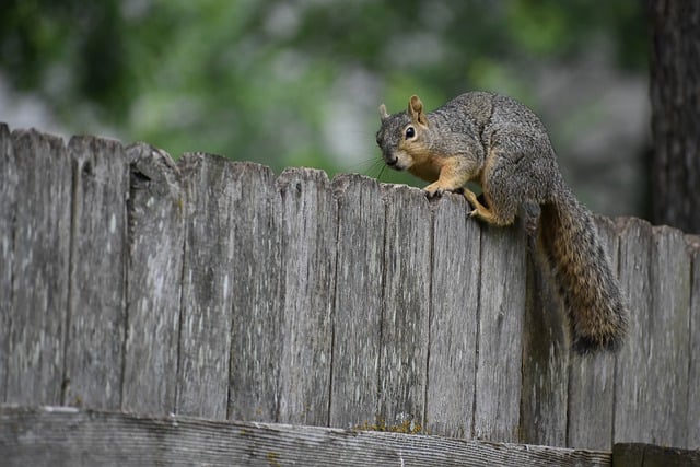 Rodent Risks in Tucson Homes: Health Concerns and Control Strategies