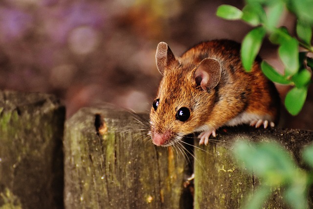 rodents