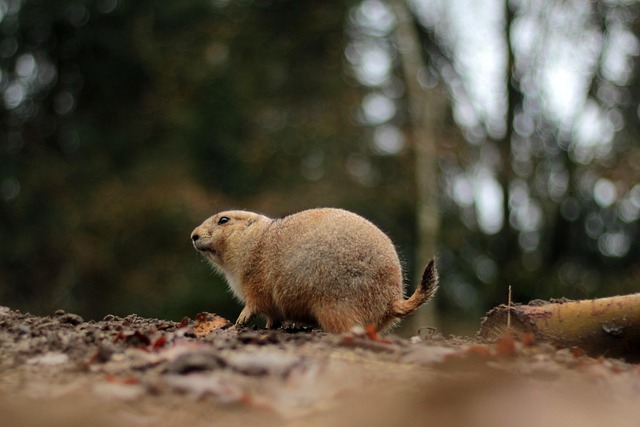 rodents