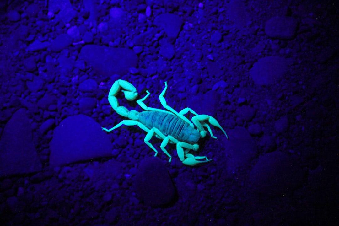 scorpion