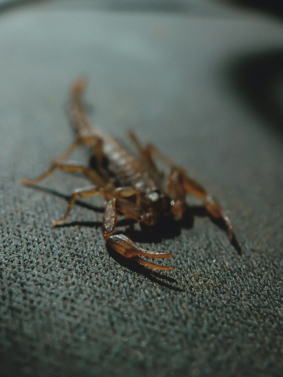 Effective DIY Strategies for Scorpion Management in Oro Valley Homes