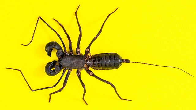 scorpion