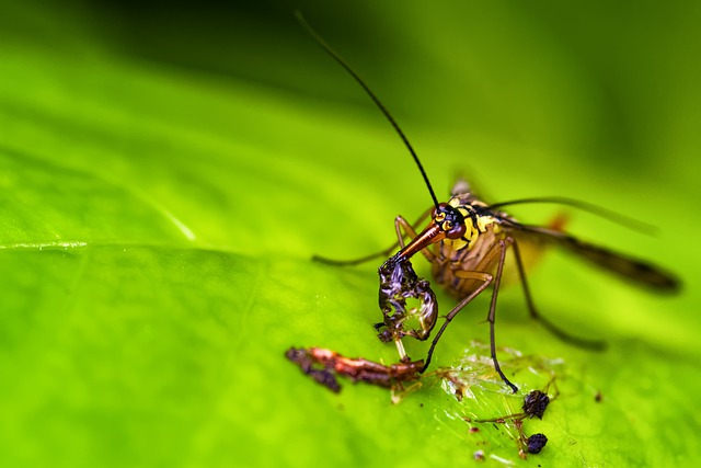 scorpion-640x480-28292588.jpeg