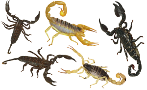scorpion-640x480-29525770.png