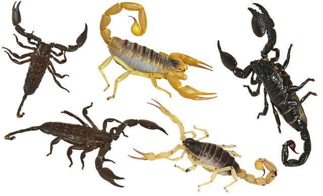 scorpion-640x480-29525770.png
