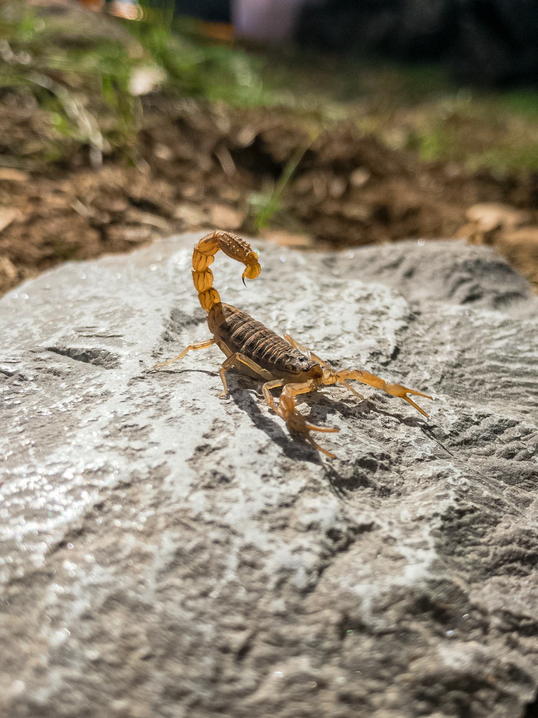 Scorpion Control Alert: Spotting Infestation Signs in Oro Valley Homes