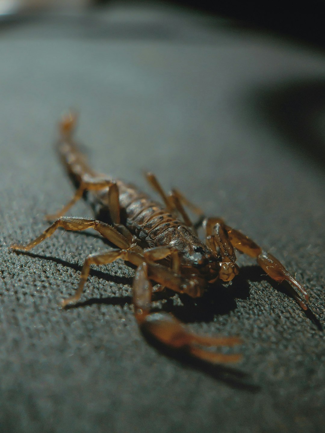 scorpion