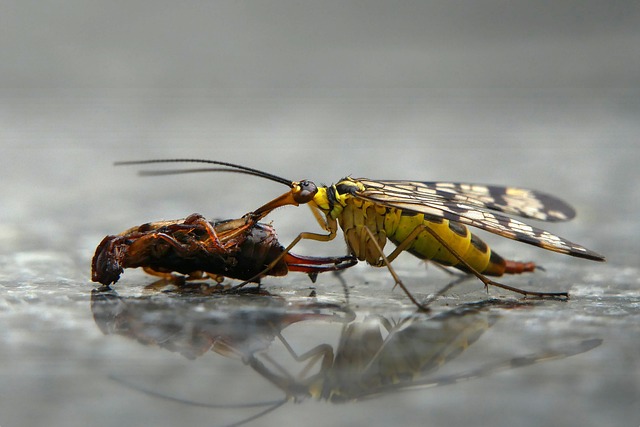 scorpion