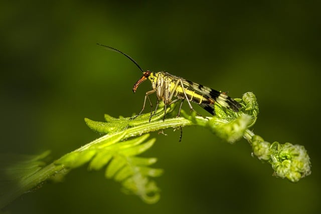 scorpion-640x480-68234475.jpeg