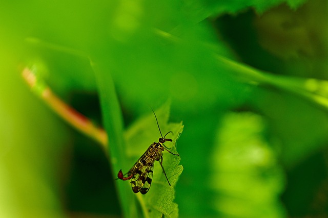 scorpion-640x480-68541201.jpeg