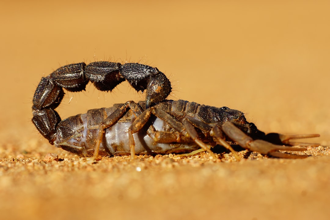 Scorpion Control Strategies: Biological Insights for Safe Removal