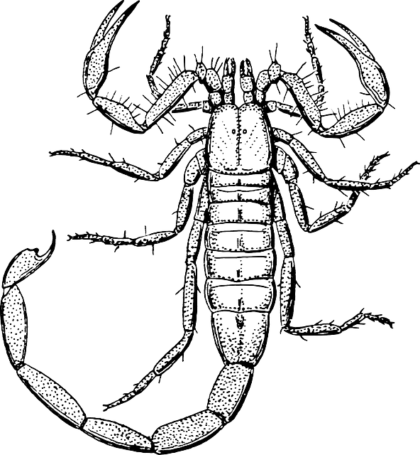 scorpion