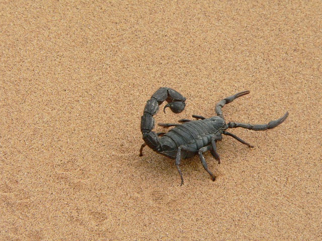 scorpion