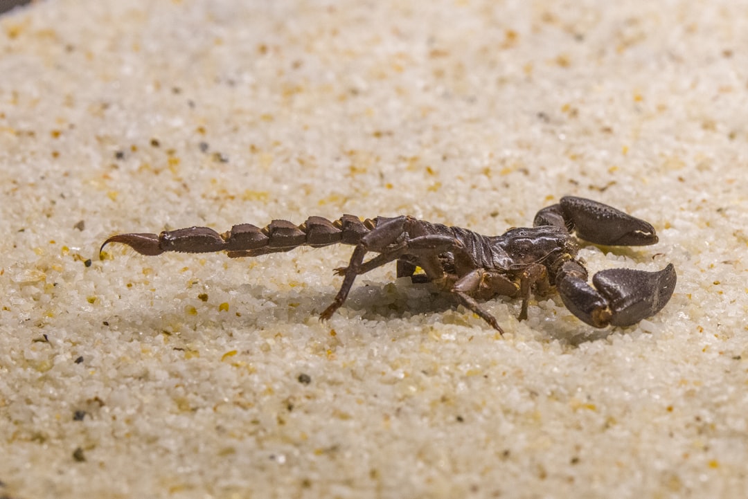 scorpion