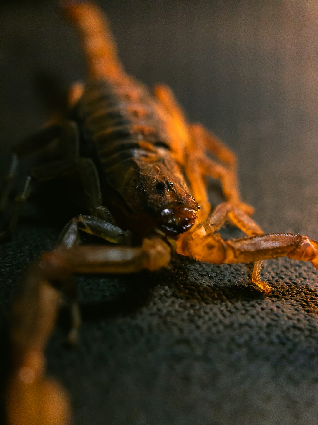 scorpion
