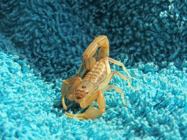 scorpion