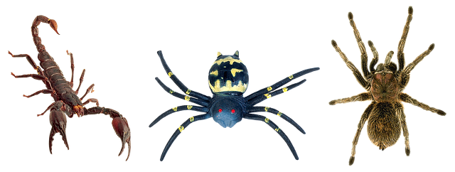 scorpion