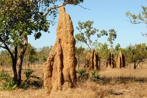 termites-640x480-44373390.jpeg
