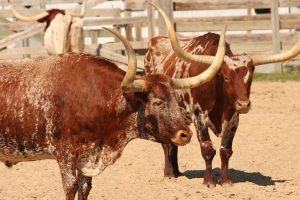 texas-640x480-60383886.jpeg