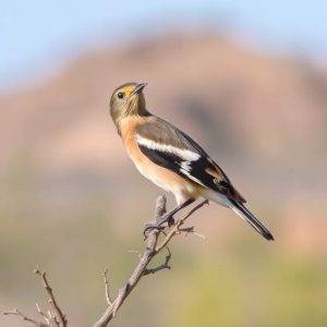 birding-in-southern-arizona-640x480-31896739.jpeg