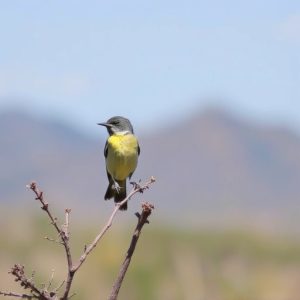 birding-in-southern-arizona-640x480-54099018.jpeg