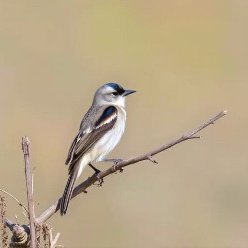 birding in southern Arizona