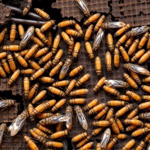 termites-640x480-26122516.jpeg