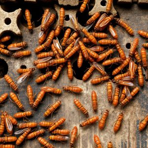 termites-640x480-38071286.jpeg
