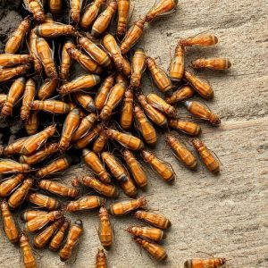 termites-640x480-45816840.jpeg
