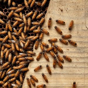 termites-640x480-571071.jpeg