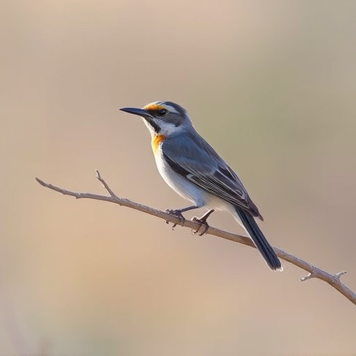 birding in southern Arizona