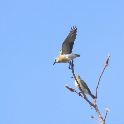 birding in southern Arizona