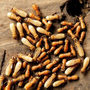 termites-640x480-12559058.jpeg