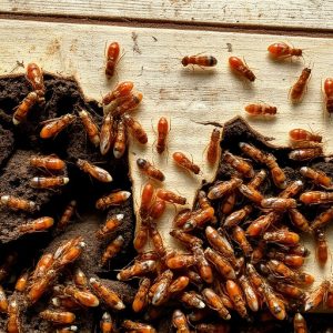 termites-640x480-47813016.jpeg