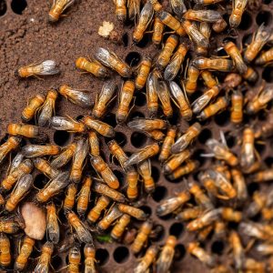 termites-640x480-48340363.jpeg