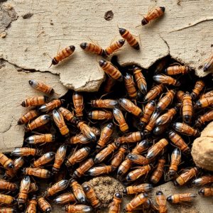 termites-640x480-62617883.jpeg