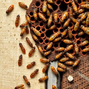 termites-640x480-66867876.jpeg