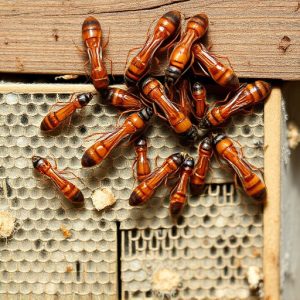 termites-640x480-73706489.jpeg