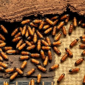 termites-640x480-9328612.jpeg