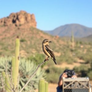 birding-in-southern-arizona-640x480-1544651.jpeg