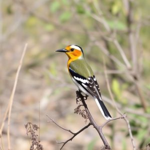 birding-in-southern-arizona-640x480-50177831.jpeg