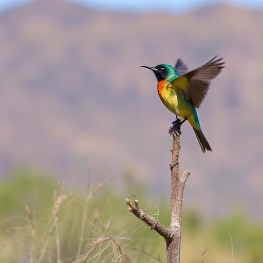 birding in southern Arizona