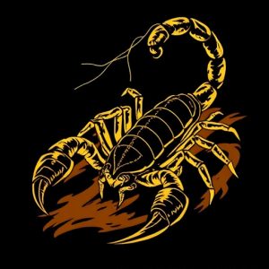 scorpion-640x480-76675123.jpeg