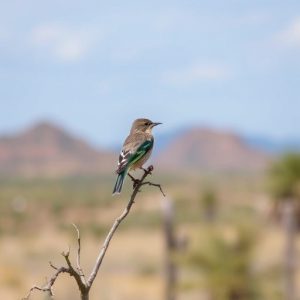 birding-in-southern-arizona-640x480-11240157.jpeg