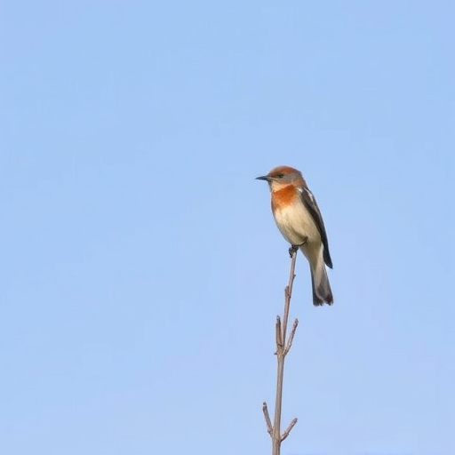 birding in southern Arizona