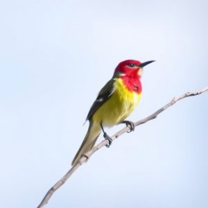 birding-in-southern-arizona-640x480-21875428.jpeg
