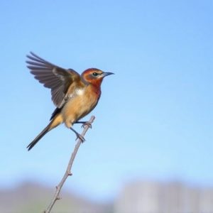 birding-in-southern-arizona-640x480-42780225.jpeg