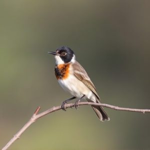 birding-in-southern-arizona-640x480-57048924.jpeg