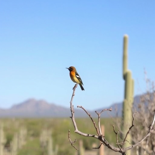 birding in southern Arizona